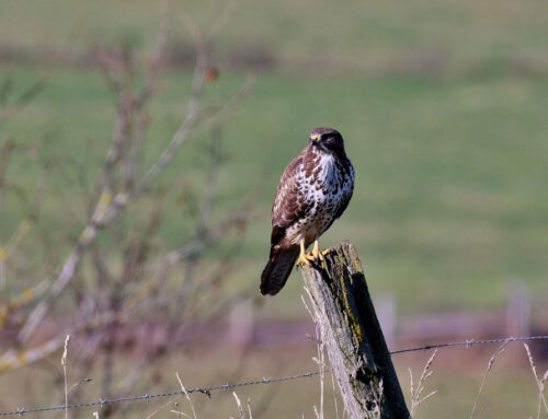 Mäusebussard – Steckbrief