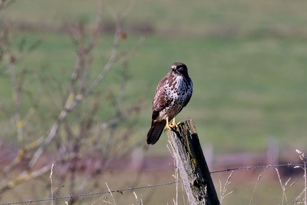 Mäusebussard sitzt auf Zaunpfahl - Jagdfakten.at informiert