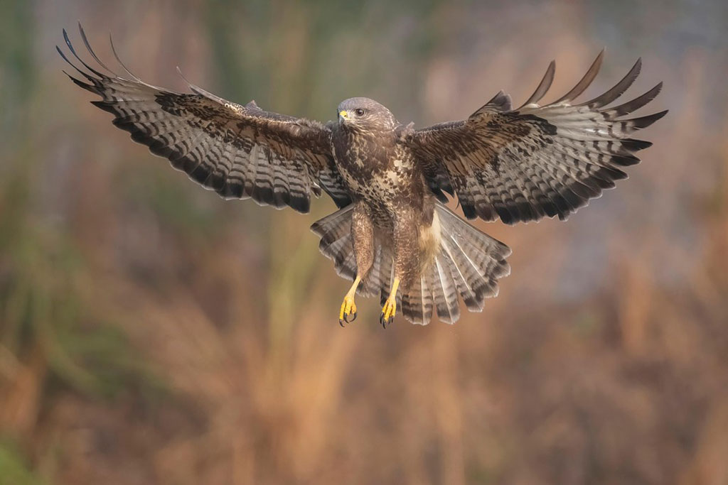Mäusebussard im Rüttelflug - Jagdfakten.at informiert