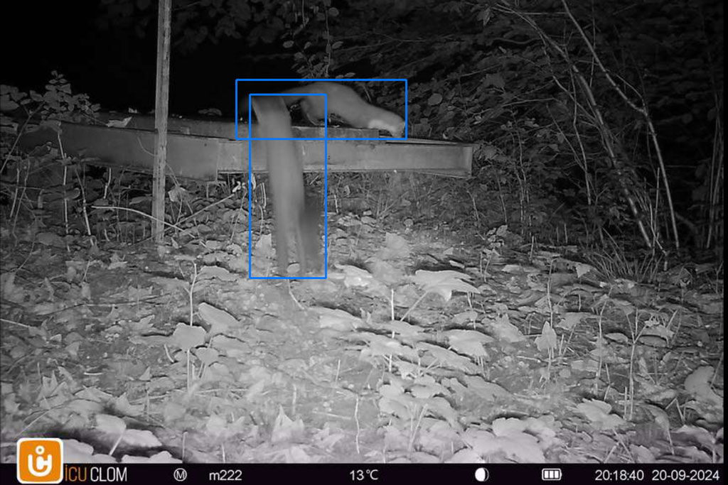 Wildkamera zeigt Marder auf Brücke - Jagdfakten.at informiert