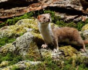 Mauswiesel oder kleines Wiesel - Jagdfakten.at informiert