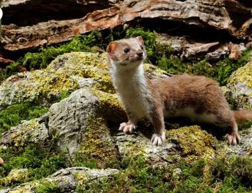 Mauswiesel oder kleines Wiesel – Steckbrief