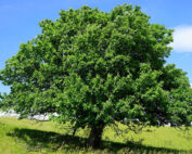 Mehlbeere - Baum des Jahres 2025: Jagdfakten.at informiert