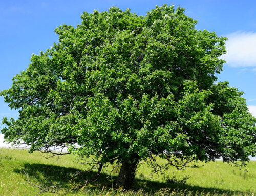 Mehlbeere: Steckbrief zum heimischen Laubbaum