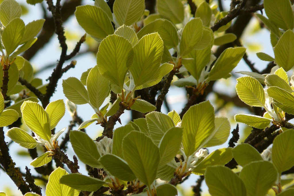 Mehlbeeren-Blätter, Jagdfakten.at informiert
