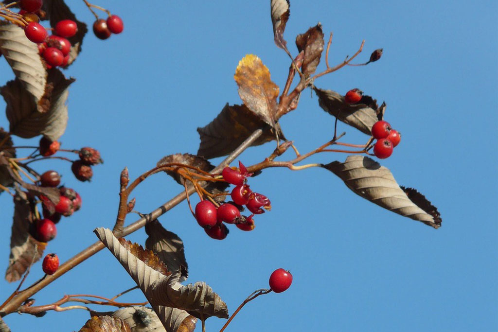 Mehlbeeren-Früchte, Jagdfakten.at informiert