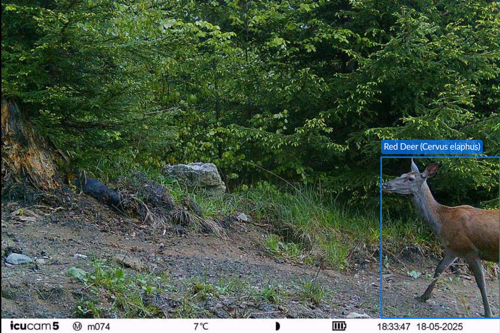 Rotwild - Wildkamera, Jagdfakten.at informiert