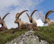 Steinböcke in den Hohen Tauern - Jagdfakten.at informiert