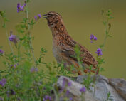 Wachtel - Jagdfakten.at informiert