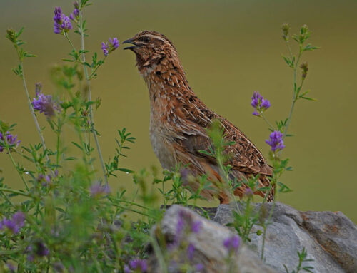 Wachtel – Steckbrief