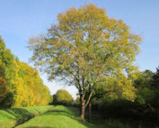 Esche - Steckbrief zum heimischen Laubbaum: Jagdfakten.at informiert