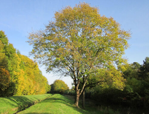 Esche: Steckbrief zum heimischen Laubbaum