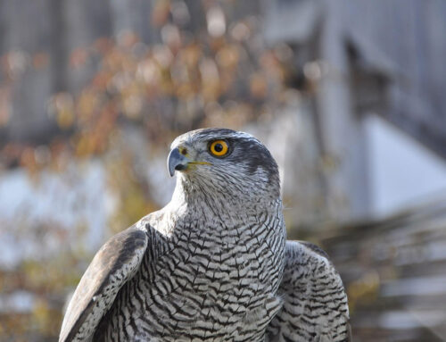 Habicht – Steckbrief