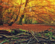 Totholz im Wald - Jagdfakten.at informiert