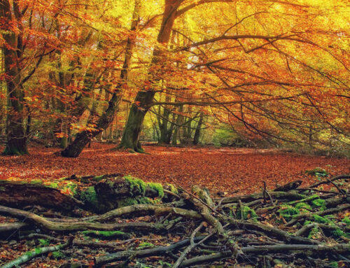 Totholz im Wald: Warum ist es so wichtig?