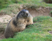 Murmeltier - Jagdfakten.at informiert