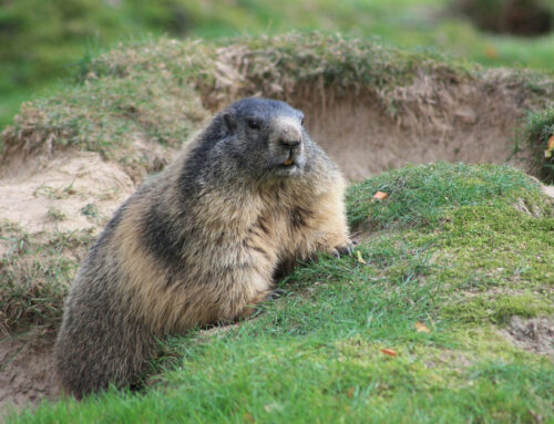 Nager mit Biss: So schmeckt Murmeltier