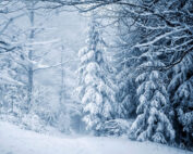 Winter im Wald - was passiert unter dem Schee: Jagdfakten.at informiert