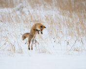 Fuchs im Schnee - welche Geräusche machen Wildtiere im Winter? Jagdfakten.at informiert