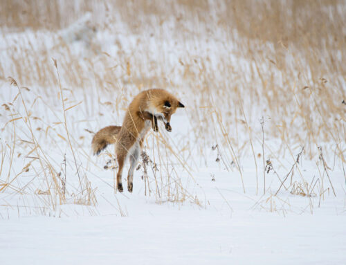 Welche Geräusche machen Wildtiere im Winter?