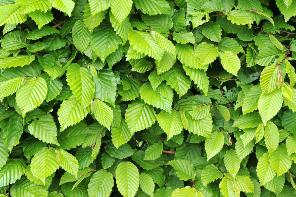 Hainbuchenblätter: ein Portrait zum heimischen Laubbaum - Jagdfakten.at infomiert