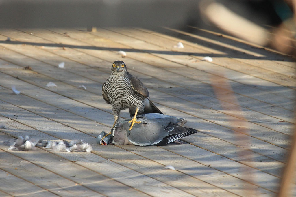 Sperber mit Beute - Jagdfakten.at informiert
