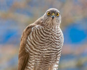 Sperber - ein kurzer Steckbrief, Jagdfakten.at informiert