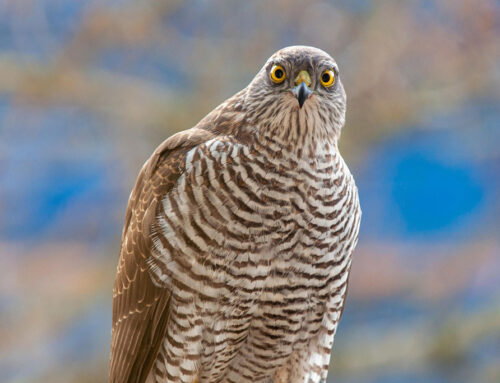 Sperber – Steckbrief