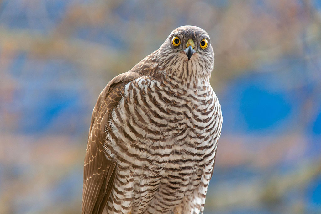 Sperber - ein kurzer Steckbrief, Jagdfakten.at informiert