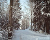 Der Wald als Wasserspeicher - Jagdfakten.at informiert