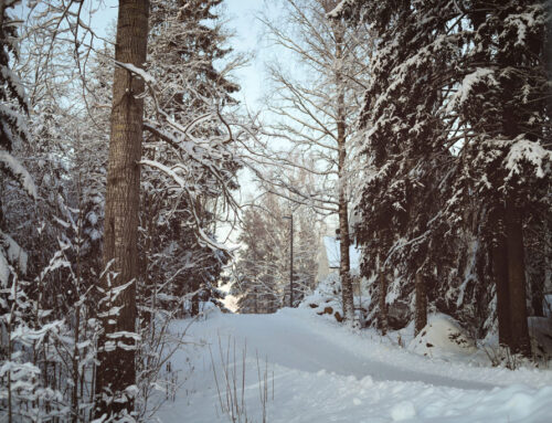 Der Wald als Wasserspeicher