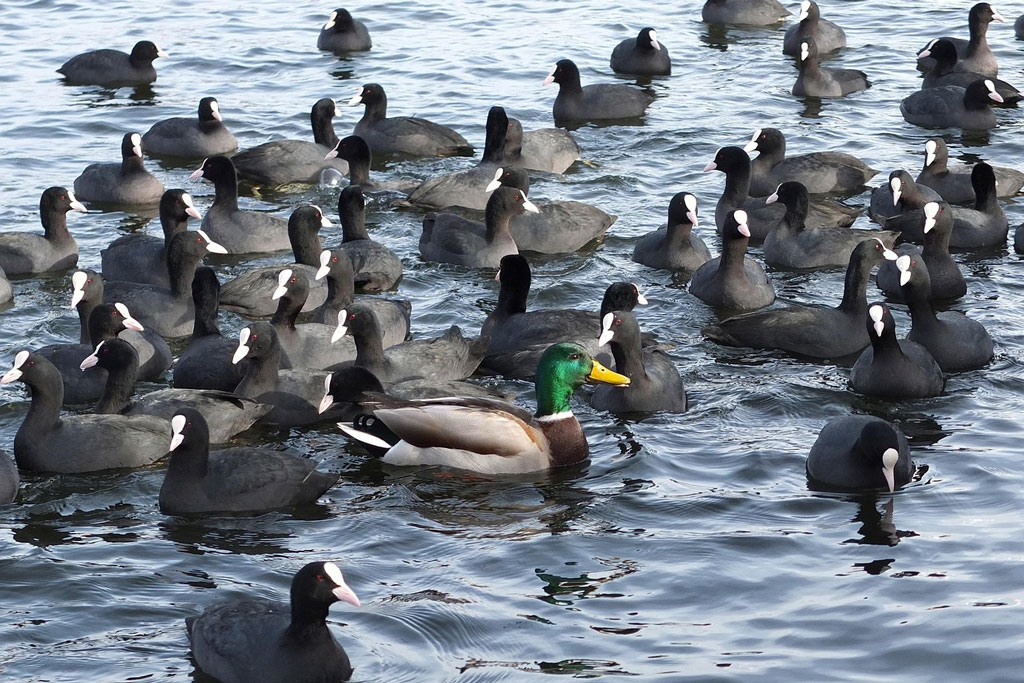 Blaesshuehner und Stockente im Wasser - Jagdfakten.at informiert