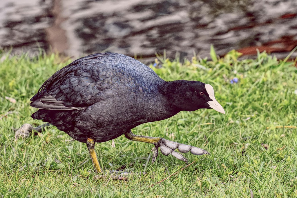 Blaesshuhn mit typischen Schwimmlappen auf Wiese, Foto: Pixabay Blaesshuhn mit typischen Schwimmlappen - Jagdfakten.at informiert