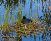Blaesshuhn im Nest im Wasser - Jagdfakten.at informiert