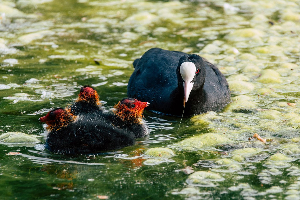 Blesshuhn mit Kueken - Jagdfakten.at informiert