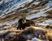 Wild im Schnee Mythen: Jagdfakten.at informiert
