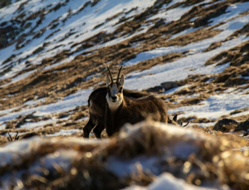 Wild im Schnee Mythen & Faktencheck