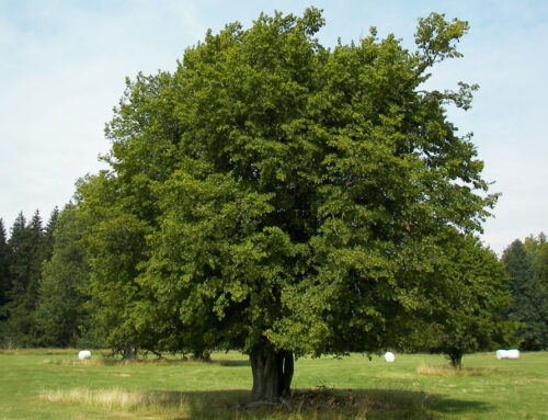 Hainbuche – heimischer Laubbaum