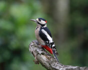 Buntspecht - ein kurzer Steckbrief: Jagdfakten.at informiert