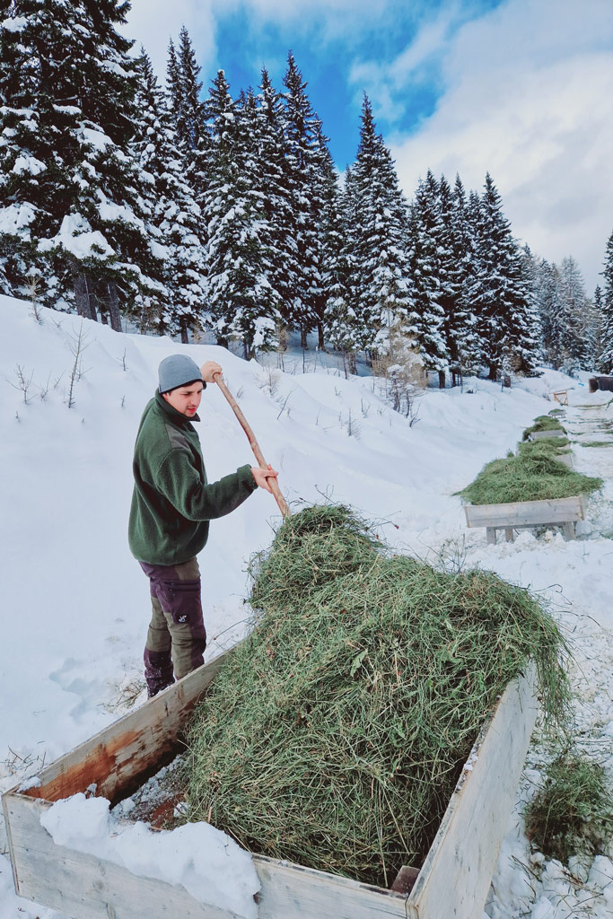Nachhaltige Futterstellen-Tipps für Winterfütterung: Jagdfakten.at informiert