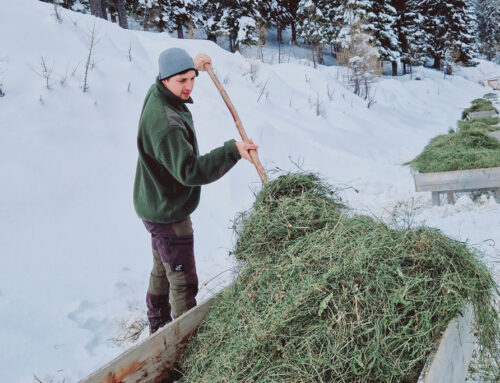 Nachhaltige Futterstellen-Tipps für Winterfütterung: