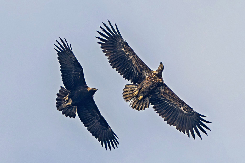 Kaiseradler und Seeadler im Flug - Jagdfakten.at informiert