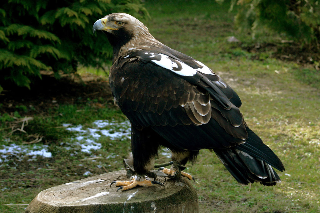 Alter Kaiseradler auf Baumstumpf: Jagdfakten.at informiert