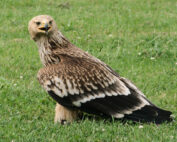 Kaiseradler - ein kurzer Steckbrief: Jagdfakten.at informiert