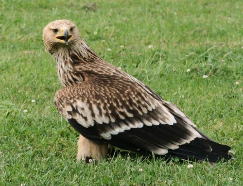 Kaiseradler – Steckbrief