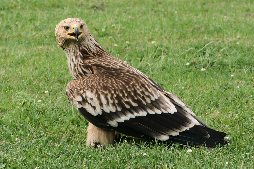 Kaiseradler - ein kurzer Steckbrief: Jagdfakten.at informiert