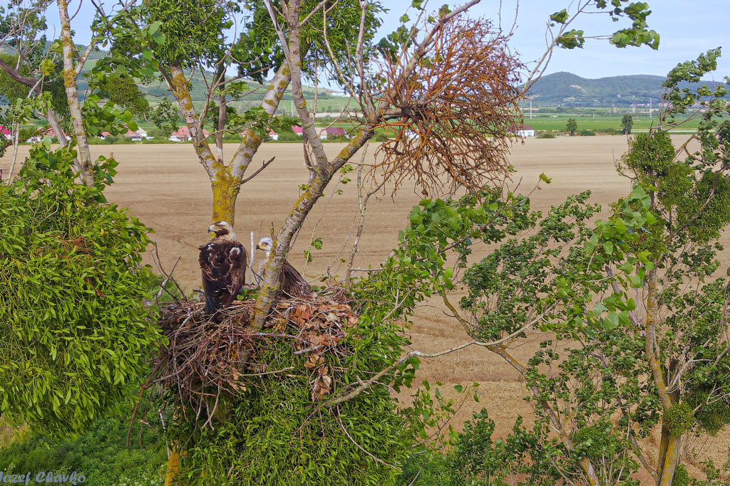 Kaiseradlerhorst - Jagdfakten.at informiert