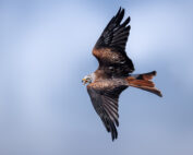 Rotmilan in der Luft - Jagdfakten.at informiert