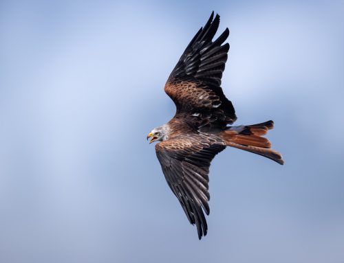 Rotmilan – Steckbrief