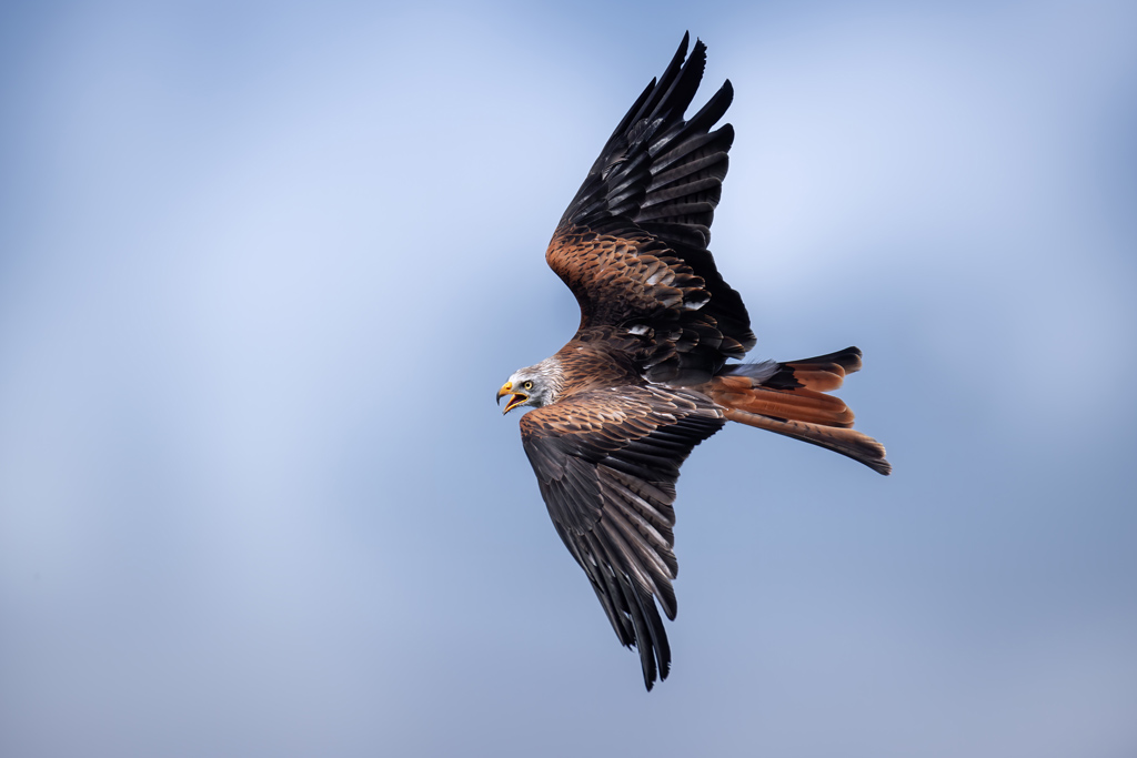 Rotmilan in der Luft - Jagdfakten.at informiert